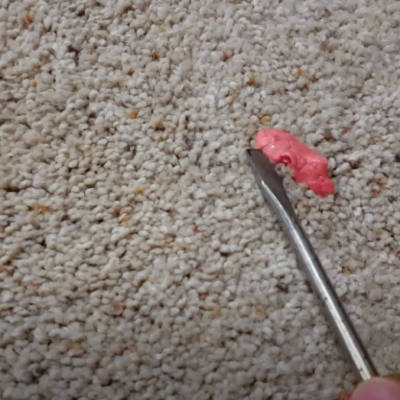 6 Yucky Things Locked In Your Carpet